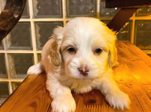 Maltipoo Yavrularımız Uygundur görsel