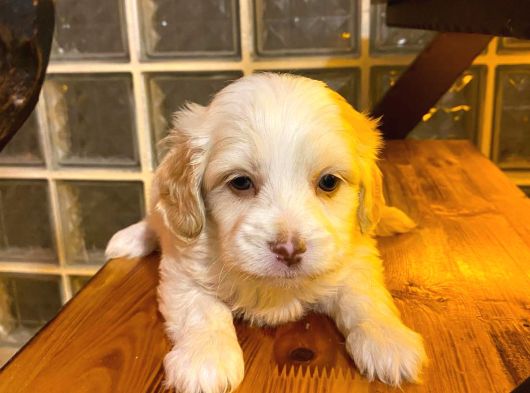 Maltipoo Yavrularımız Uygundur görsel