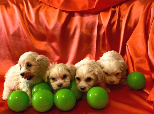 Ev Doğumu Maltipoo Yavrularımız görsel