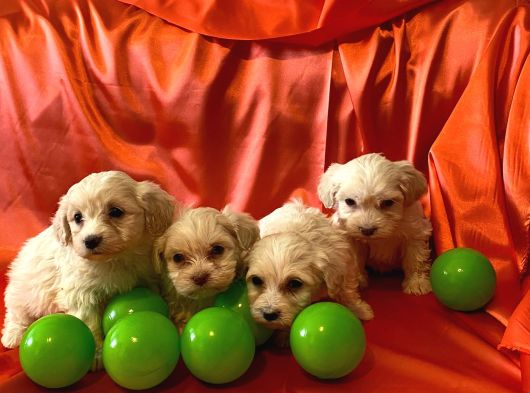 Ev Doğumu Maltipoo Yavrularımız görsel