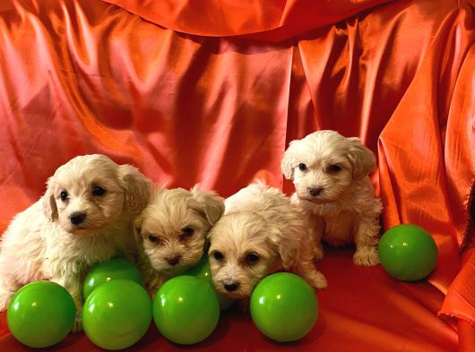 Ev Doğumu Maltipoo Yavrularımız görsel