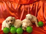 ev doğumu maltipoo yavrularımız