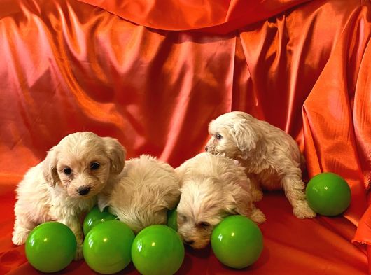 Ev Doğumu Maltipoo Yavrularımız