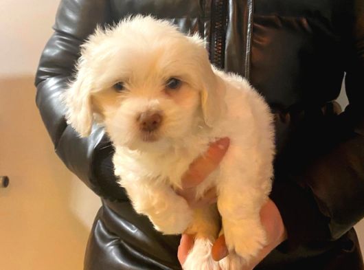 A Kalite Maltipoo Bebeklerimiz görsel
