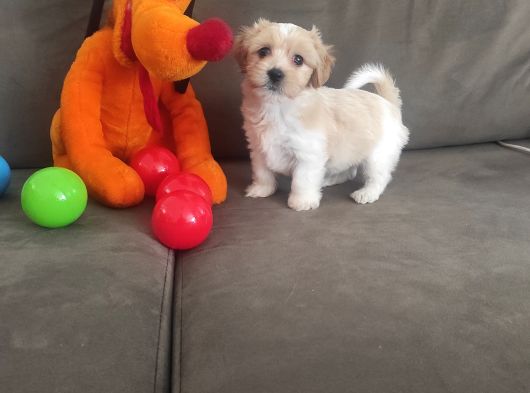 Ev Ortamına Alışkın Maltipoo Bebeklerimiz görsel