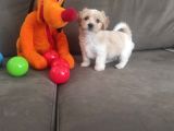 Ev ortamına alışkın maltipoo bebeklerimiz