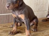 Doberman Di̇şi̇-Erkek Yavrular