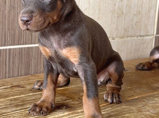 Doberman Di̇şi̇-Erkek Yavrular görsel