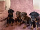 DOBERMAN DİŞİ-ERKEK YAVRULAR