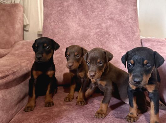 Doberman Di̇şi̇-Erkek Yavrular