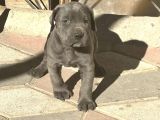 DEV CANE CORSO YAVRULAR