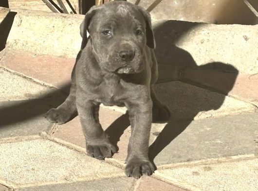 Dev Cane Corso Yavrular