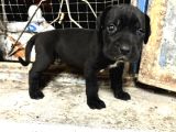 Dev Cane Corso Yavrular