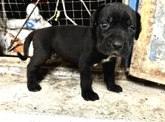Dev Cane Corso Yavrular görsel