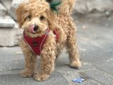 Kali̇teli̇ Malti̇po Bebekler