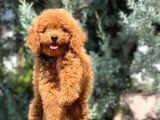 Poodle Bebekleri̇mi̇z Mevcut