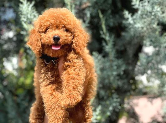 Poodle Bebekleri̇mi̇z Mevcut görsel