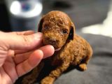 Poodle Bebekleri̇mi̇z Mevcut