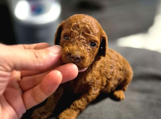 Poodle Bebekleri̇mi̇z Mevcut görsel