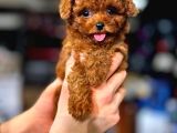 Poodle Bebekleri̇mi̇z Mevcut