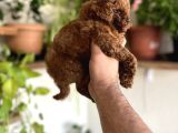Toypoddle Bebekler