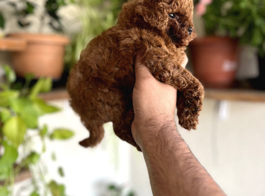 Toypoddle Bebekler görsel