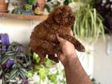 Toypoddle Bebekler