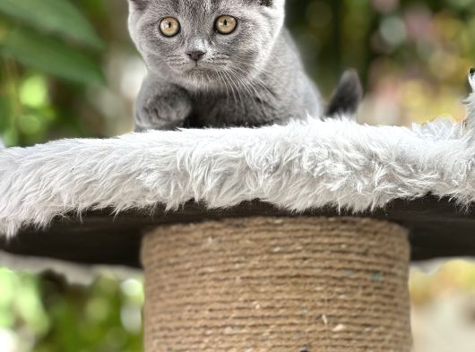 Scooti̇sh Fold Yavrulari görsel