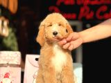Goldendoodle 4 Aylık Aşılı