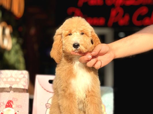 Goldendoodle 4 Aylık Aşılı görsel