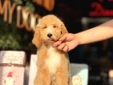 Goldendoodle 4 Aylık Aşılı
