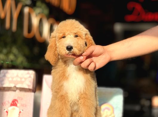 Goldendoodle 4 Aylık Aşılı görsel