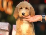 Goldendoodle 4 Aylık Aşılı