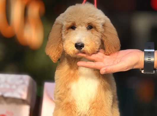 Goldendoodle 4 Aylık Aşılı görsel