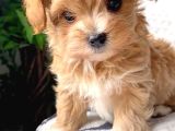 Küçük Boy Dev Sevgi Kore Maltipoo Yavrular