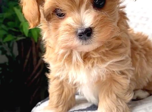Küçük Boy Dev Sevgi Kore Maltipoo Yavrular görsel