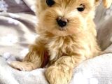 Küçük Boy Dev Sevgi Kore Maltipoo Yavrular
