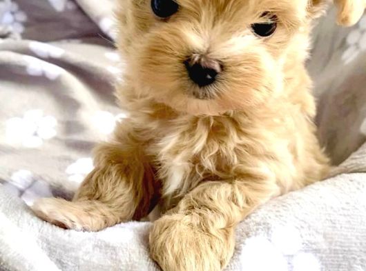 Küçük Boy Dev Sevgi Kore Maltipoo Yavrular görsel