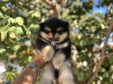 BLACKTAN POMERİAN BOO BEBEK