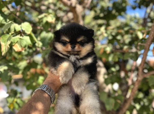 Blacktan Pomeri̇an Boo Bebek