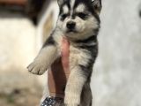 Husky Yavrularimiz