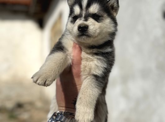 Husky Yavrularimiz görsel