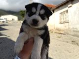 Husky Yavrularimiz