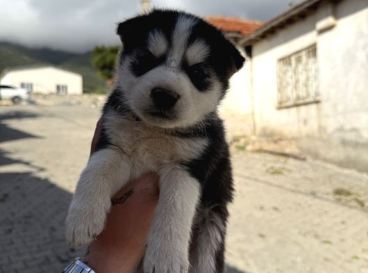 Husky Yavrularimiz görsel