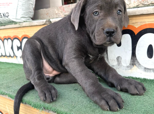 Dev Cane Corso Yavrular görsel