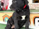Dev Cane Corso Yavrular
