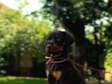 Show Kalite Kalın Yapılı Doberman Yavrular