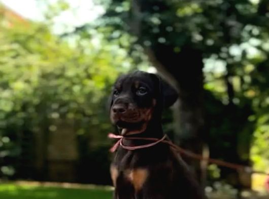 Show Kalite Kalın Yapılı Doberman Yavrular görsel