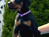 Show Kalite Kalın Yapılı Doberman Yavrular