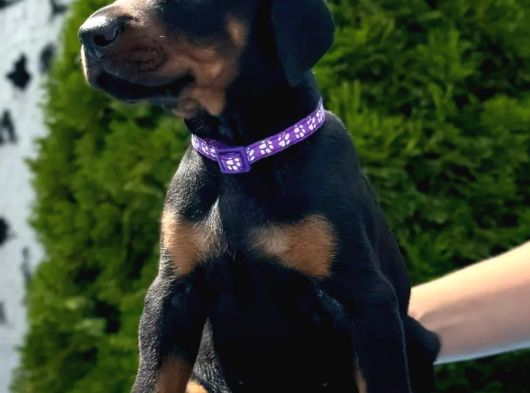 Show Kalite Kalın Yapılı Doberman Yavrular görsel